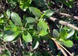 genus Salix. Листья. Чукотка, Чаунский р-н, г. Певек, зелёная зона между микрор-нами. 16.06.2018.