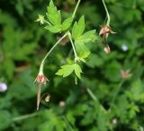 Geranium sibiricum. Верхушка растения со зрелыми плодами. Московская обл., Раменский р-н, пос. Ильинский, на улице. 02.09.2018.