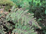 Polypodium vulgare