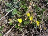 Potentilla depressa