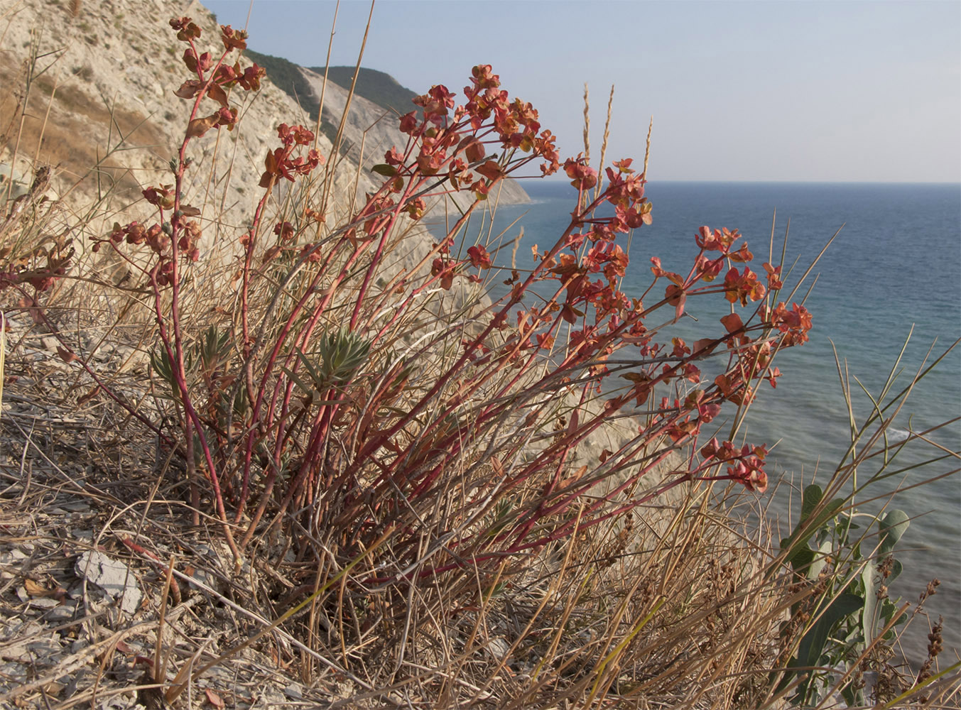 Image of genus Euphorbia specimen.