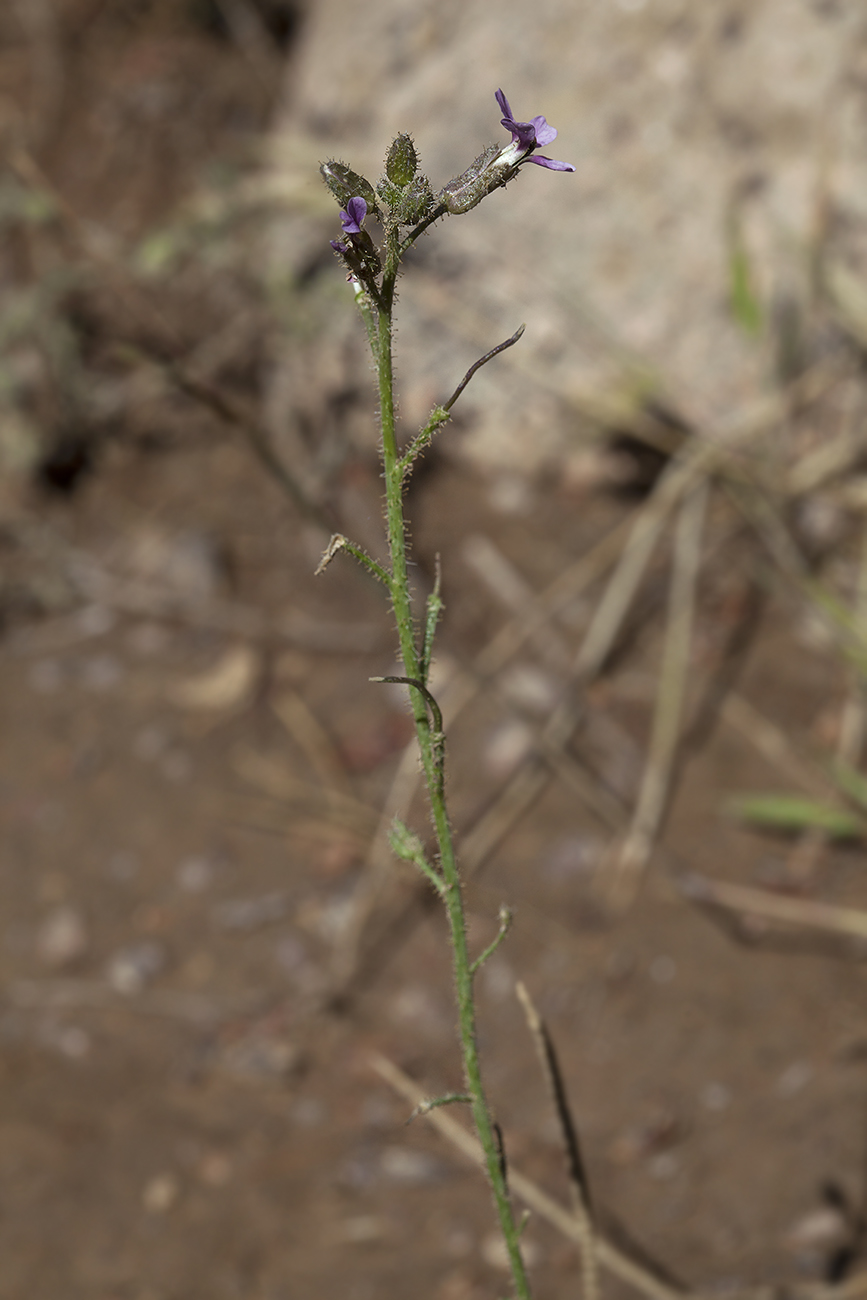 Image of Parrya khorasanica specimen.