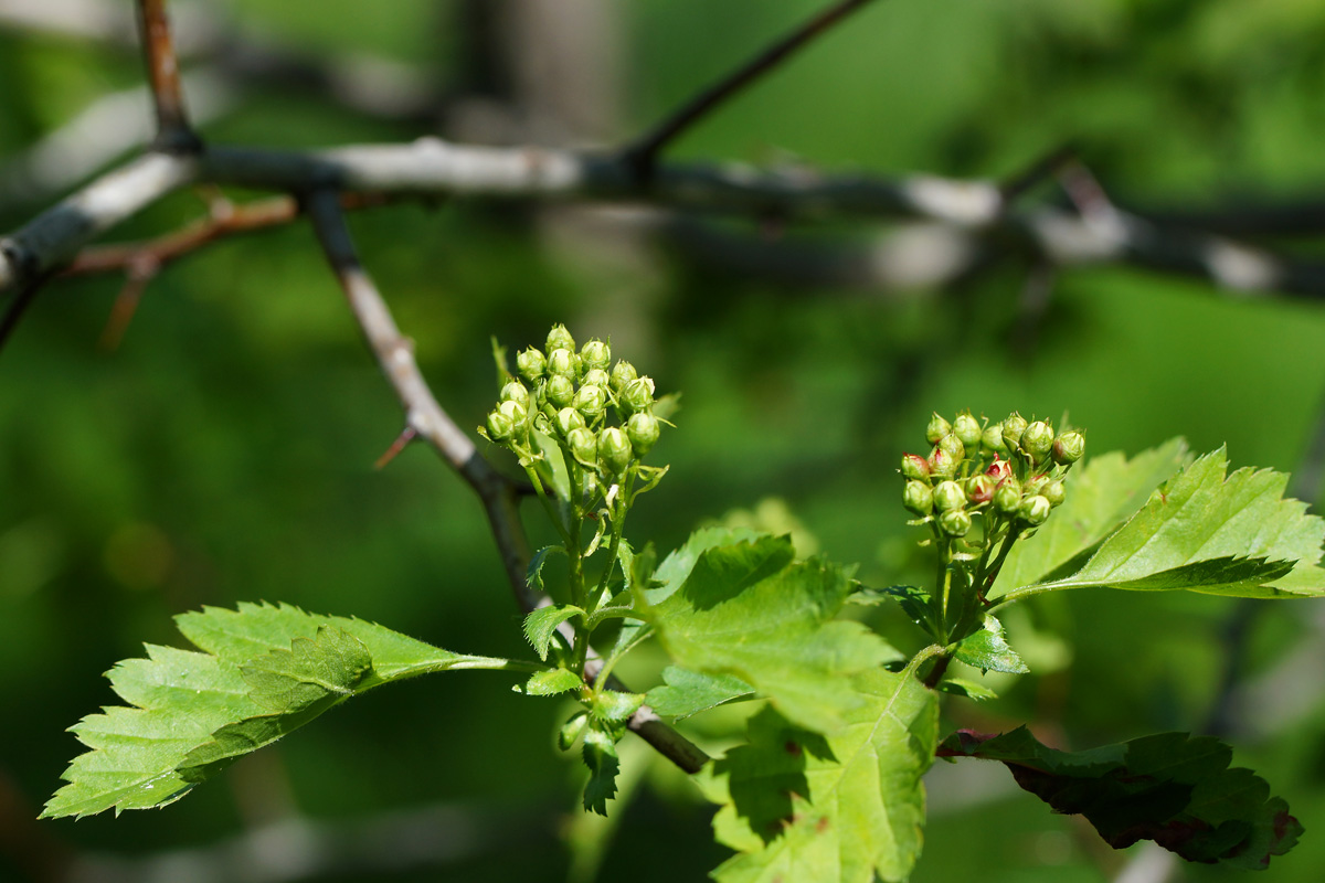 Image of Crataegus submollis specimen.