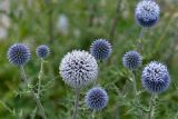 Echinops sphaerocephalus