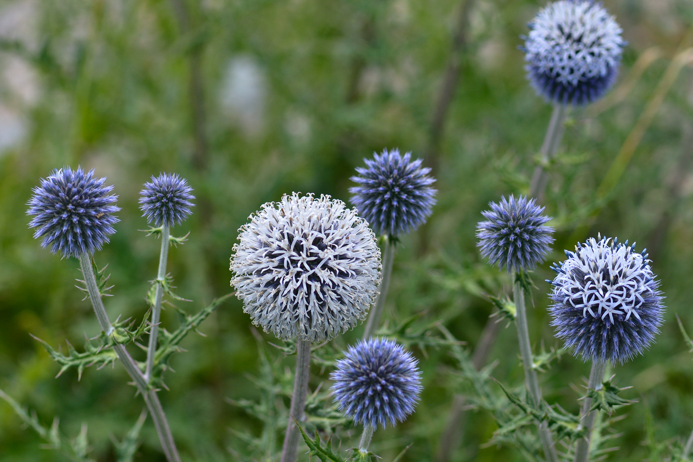 Изображение особи Echinops sphaerocephalus.