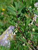 Lonicera hispida