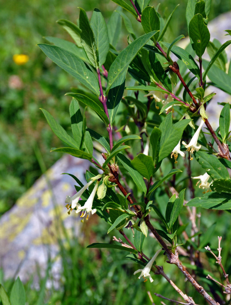 Image of Lonicera hispida specimen.