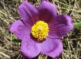 Pulsatilla multifida
