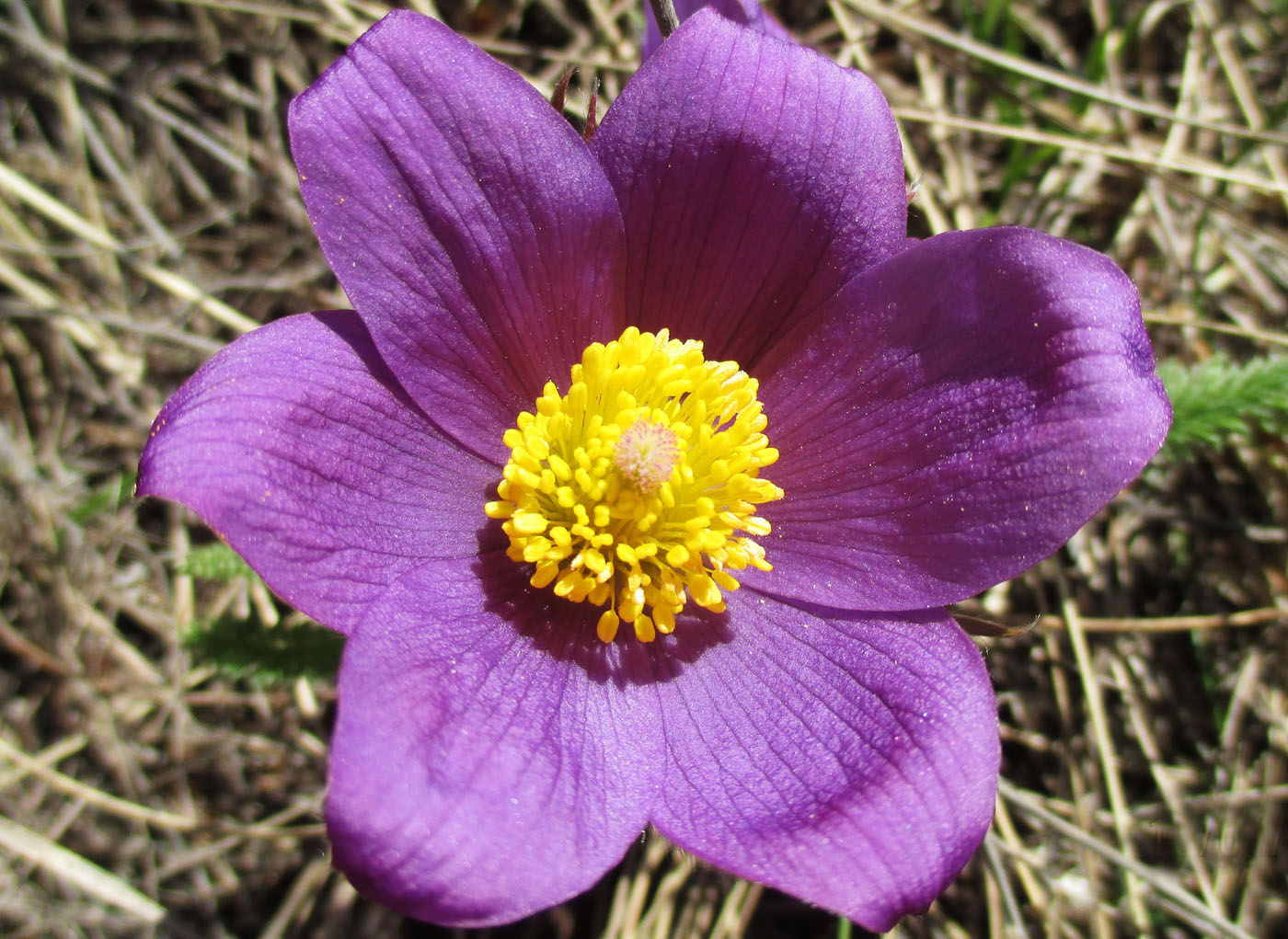 Изображение особи Pulsatilla multifida.