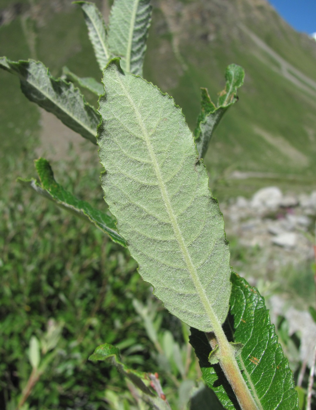 Изображение особи Salix pseudomedemii.