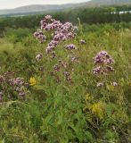 Origanum vulgare. Верхушки цветущих побегов. Казахстан, Восточно-Казахстанская обл., г. Усть-Каменогорск, восточные окр., Лесхоз, склон сопки. 01.07.2015.