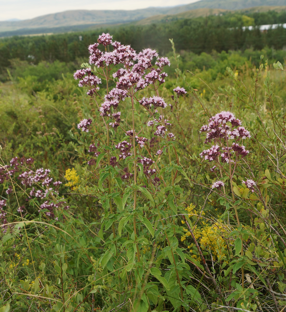 Изображение особи Origanum vulgare.