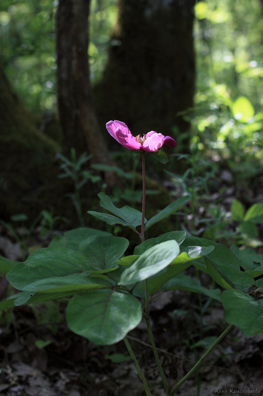 Изображение особи Paeonia caucasica.