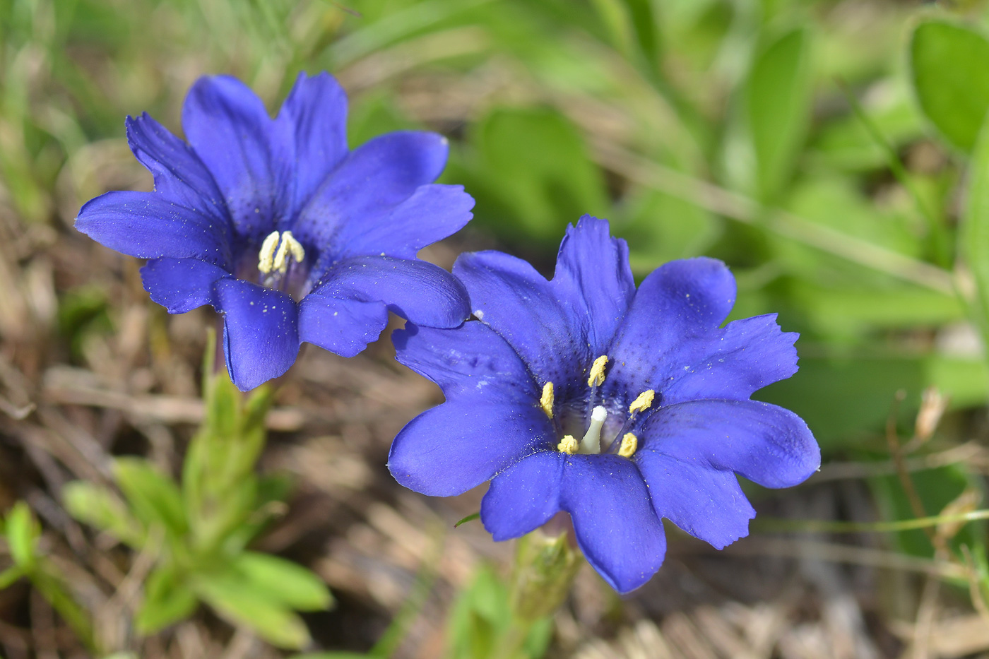 Image of Gentiana dshimilensis specimen.