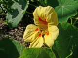 Tropaeolum majus