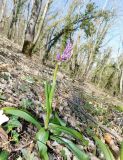 Orchis mascula