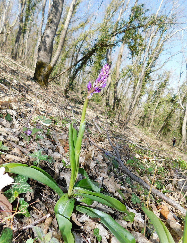 Изображение особи Orchis mascula.