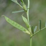Vicia angustifolia