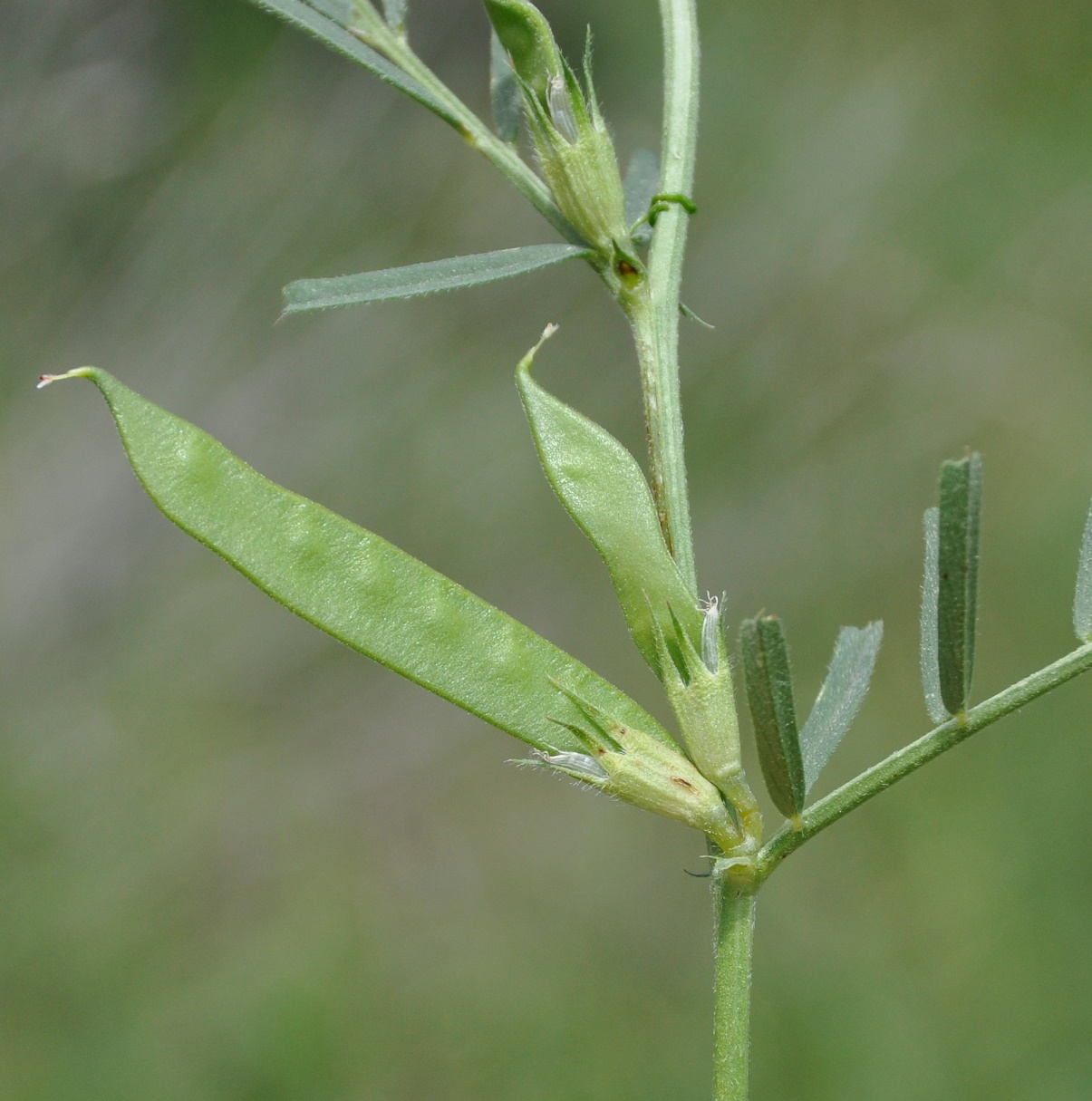 Image of Vicia angustifolia specimen.