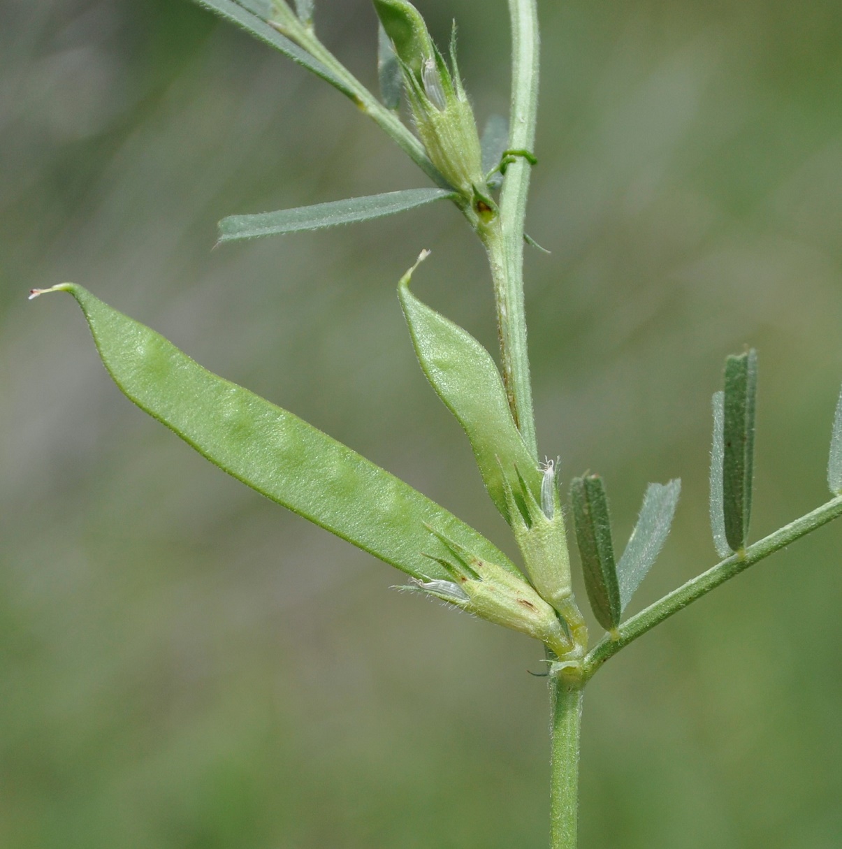 Изображение особи Vicia angustifolia.