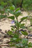 Glechoma hederacea. Цветущее растение на занесённом свежим аллювием берегу реки. Ленинградская обл., Лужский р-н, пос. Толмачёво. 08.06.2010.