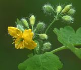 Chelidonium majus. Бутоны и раскрывшися цветок на верхушке побега. Московская обл., Раменский р-н, окр. дер. Хрипань, садовый участок. 09.05.2019.