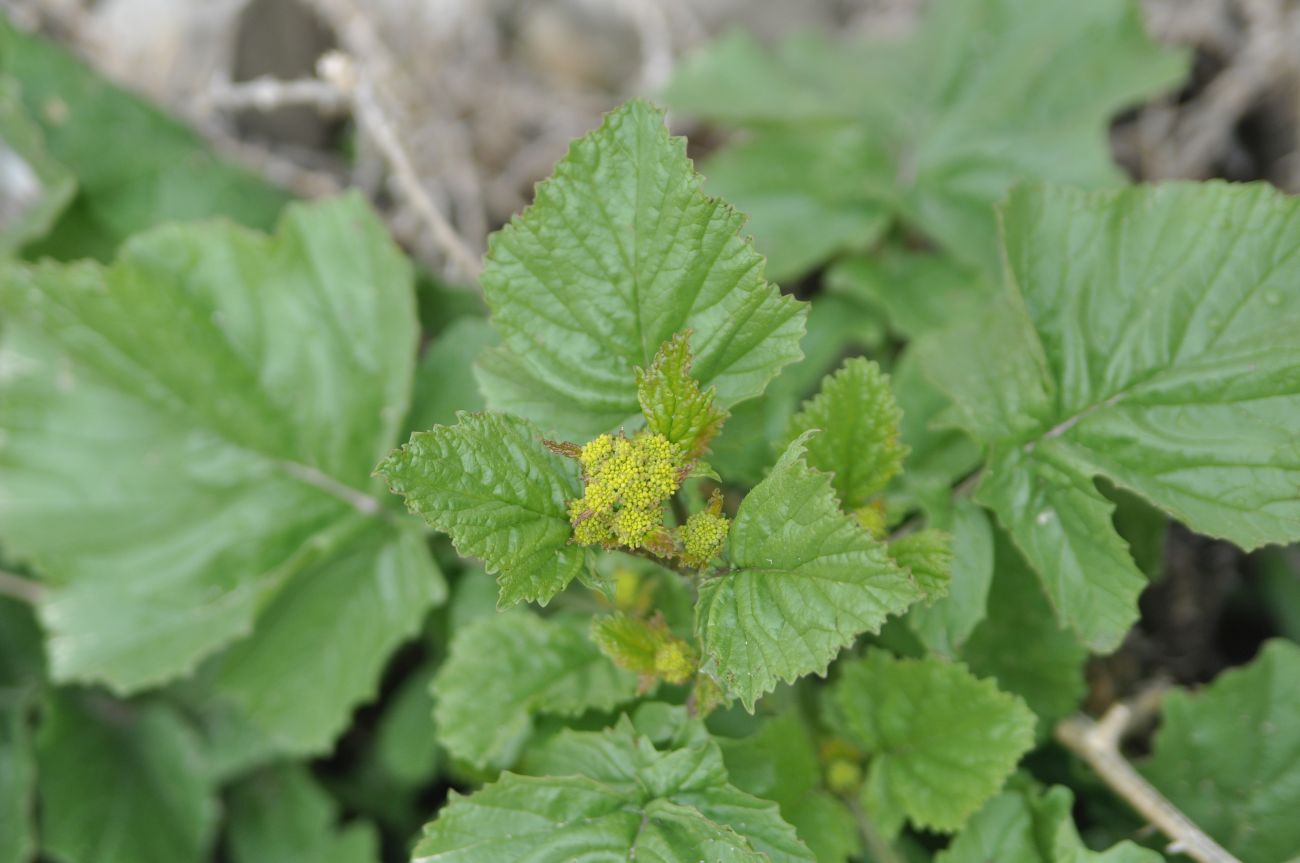 Изображение особи семейство Brassicaceae.