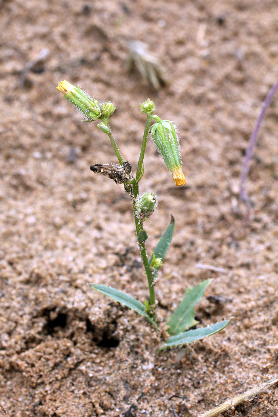 Изображение особи Heteroderis pusilla.