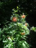 Rhododendron подвид japonicum