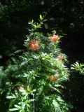 Rhododendron molle ssp. japonicum