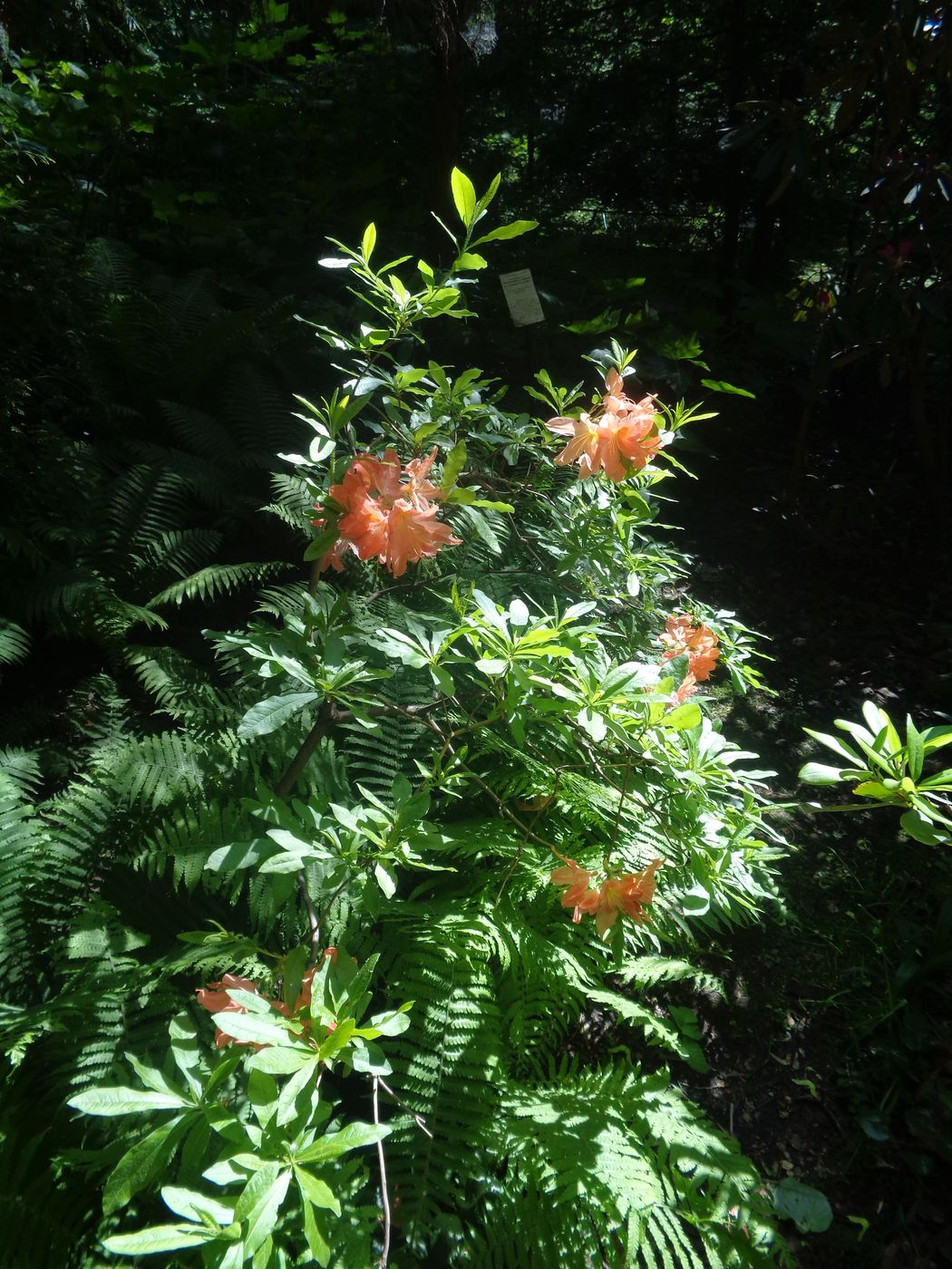 Изображение особи Rhododendron molle ssp. japonicum.