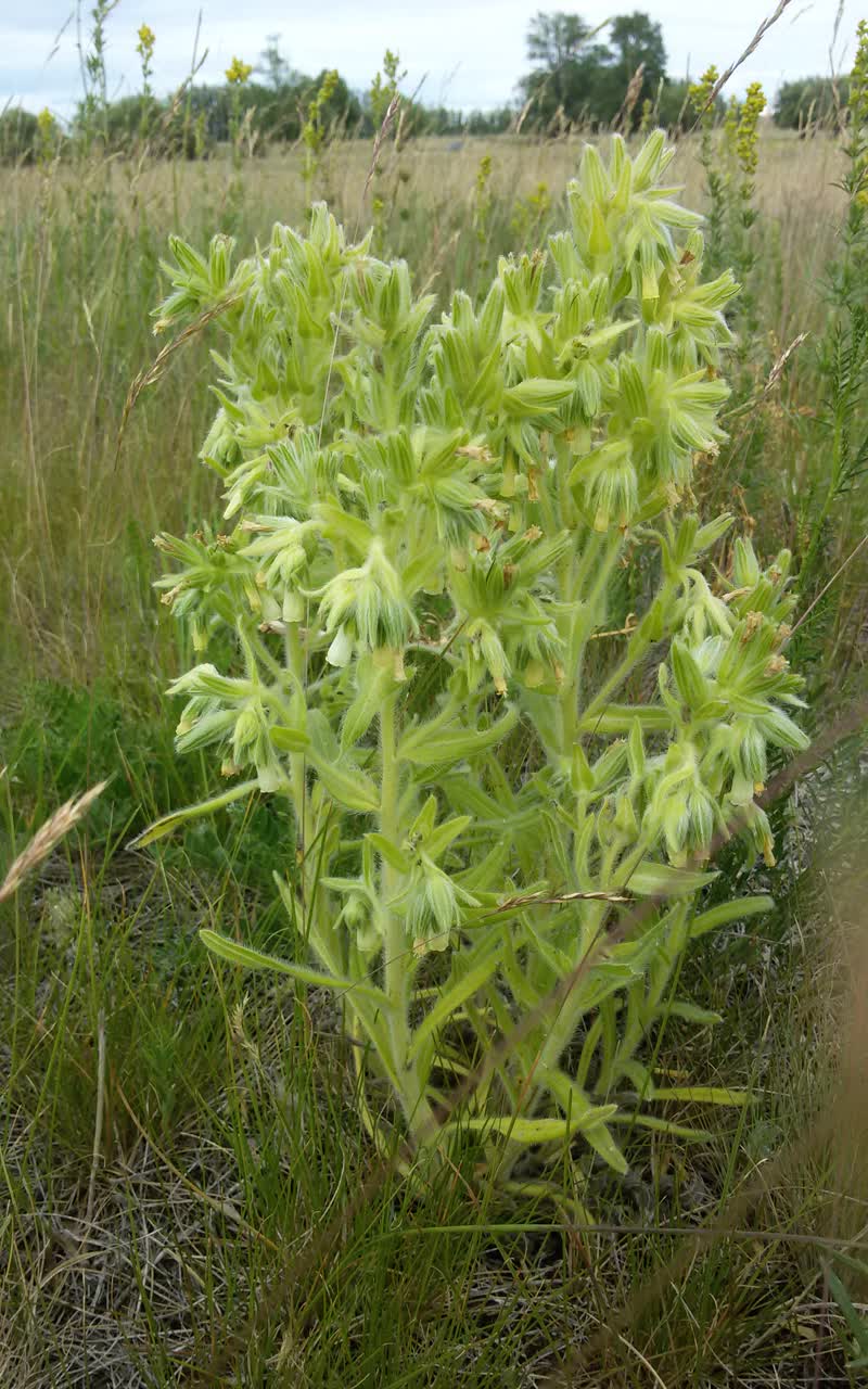Image of Onosma tinctoria specimen.