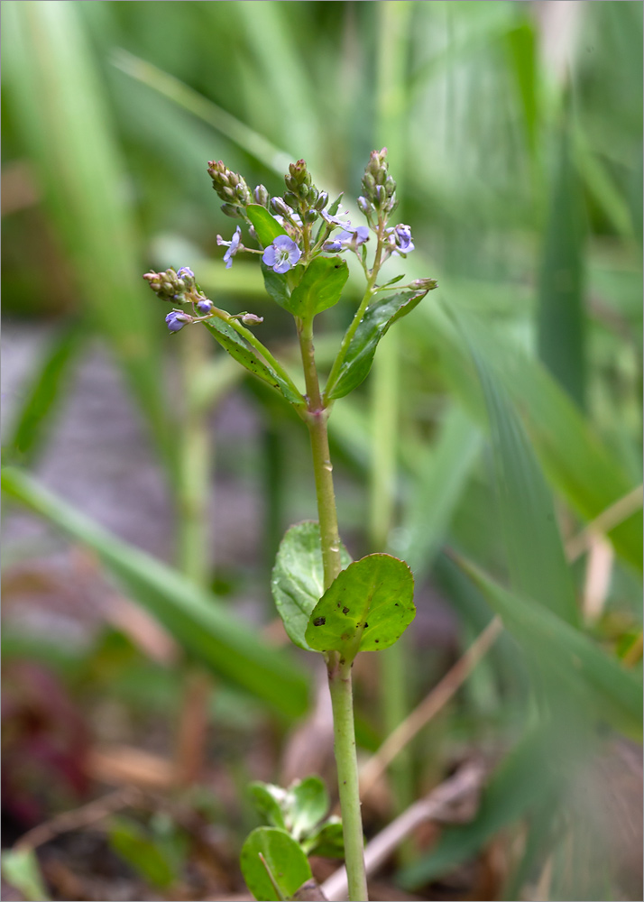 Image of Veronica beccabunga specimen.