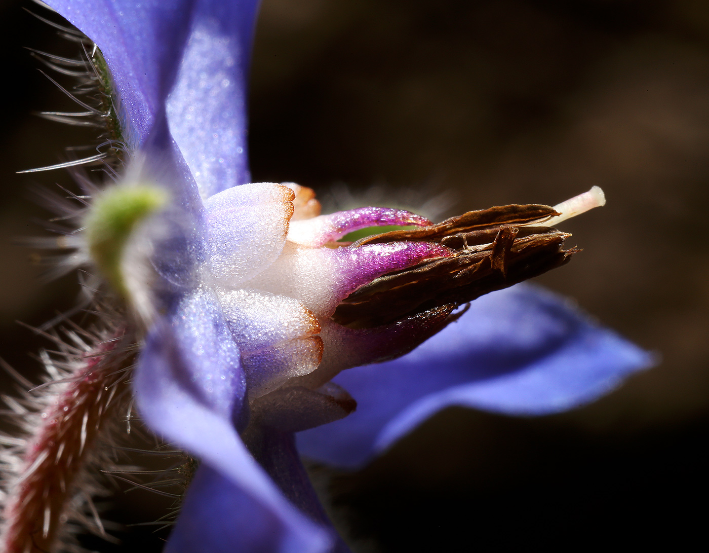 Image of Borago officinalis specimen.