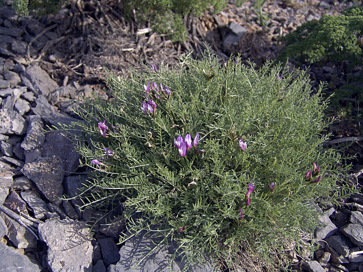 Изображение особи Astragalus pachyrrhizus.