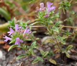 Thymus bashkiriensis