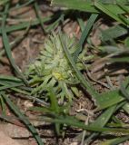 Ceratocephala falcata