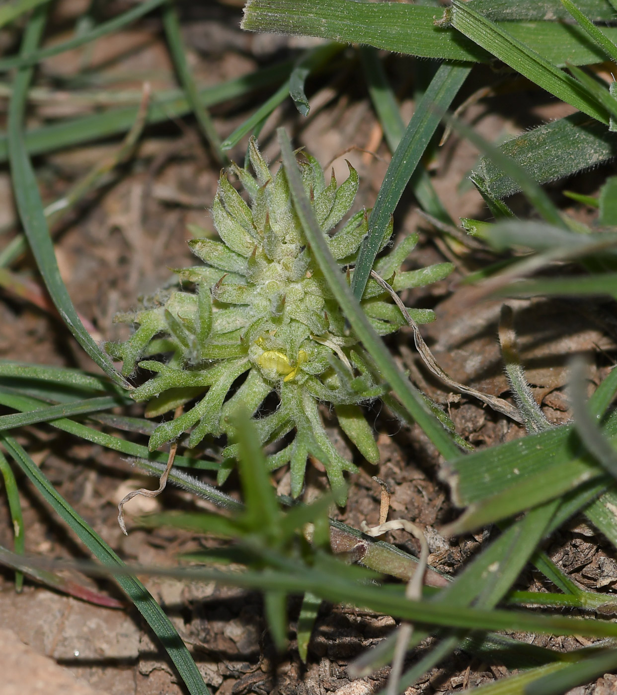 Изображение особи Ceratocephala falcata.