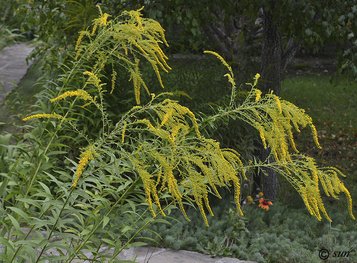 Image of Solidago canadensis specimen.