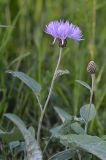 Psephellus holophyllus. Верхушка цветущего растения. Республика Адыгея, Майкопский р-н, окр. с. Новопрохладное (Сахрай), прав. берег р. Сахрай, горный луг, 630 м н.у.м. 28.05.2019.