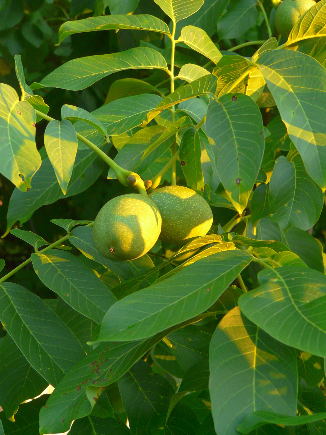 Image of Juglans regia specimen.