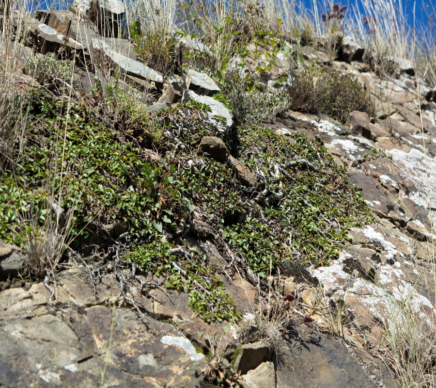 Image of Rhamnus depressa specimen.