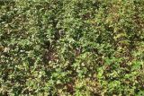 Rubus nessensis