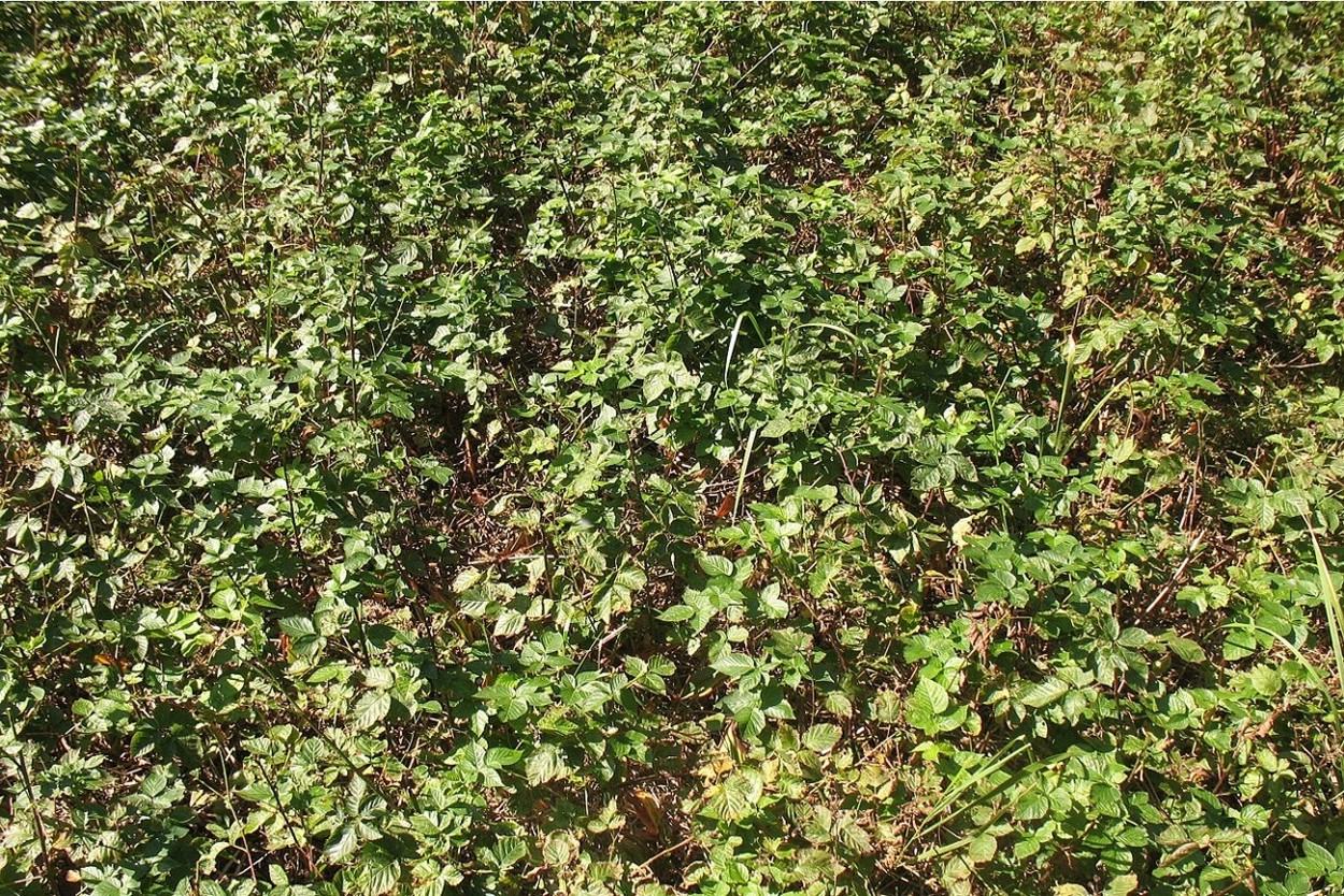 Image of Rubus nessensis specimen.