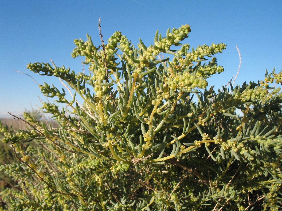 Изображение особи Suaeda microphylla.