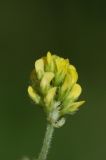 Medicago lupulina