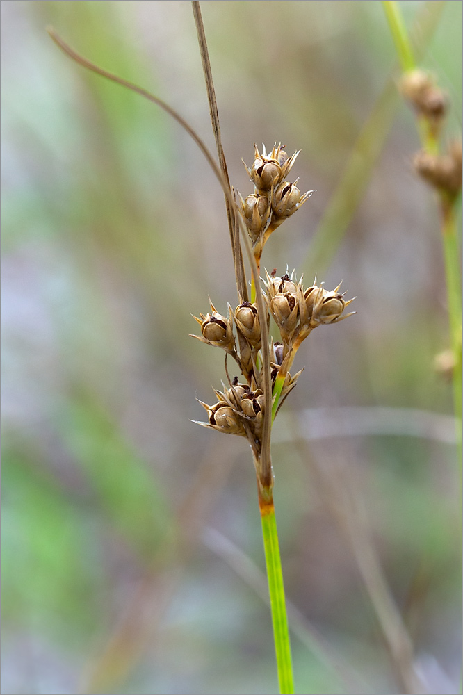 Изображение особи Juncus tenuis.