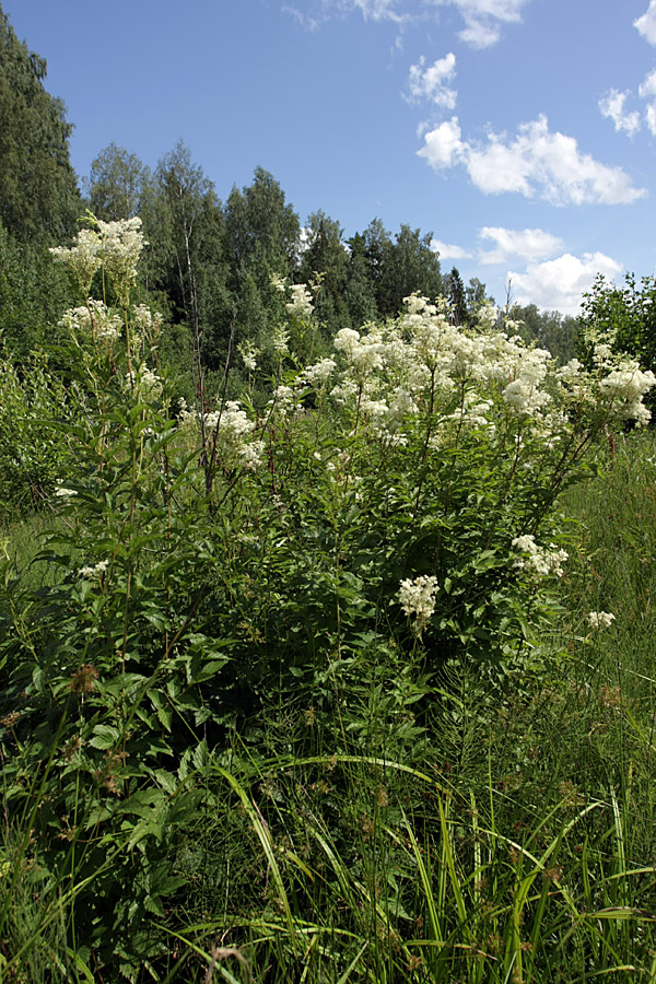 Изображение особи Filipendula ulmaria ssp. denudata.