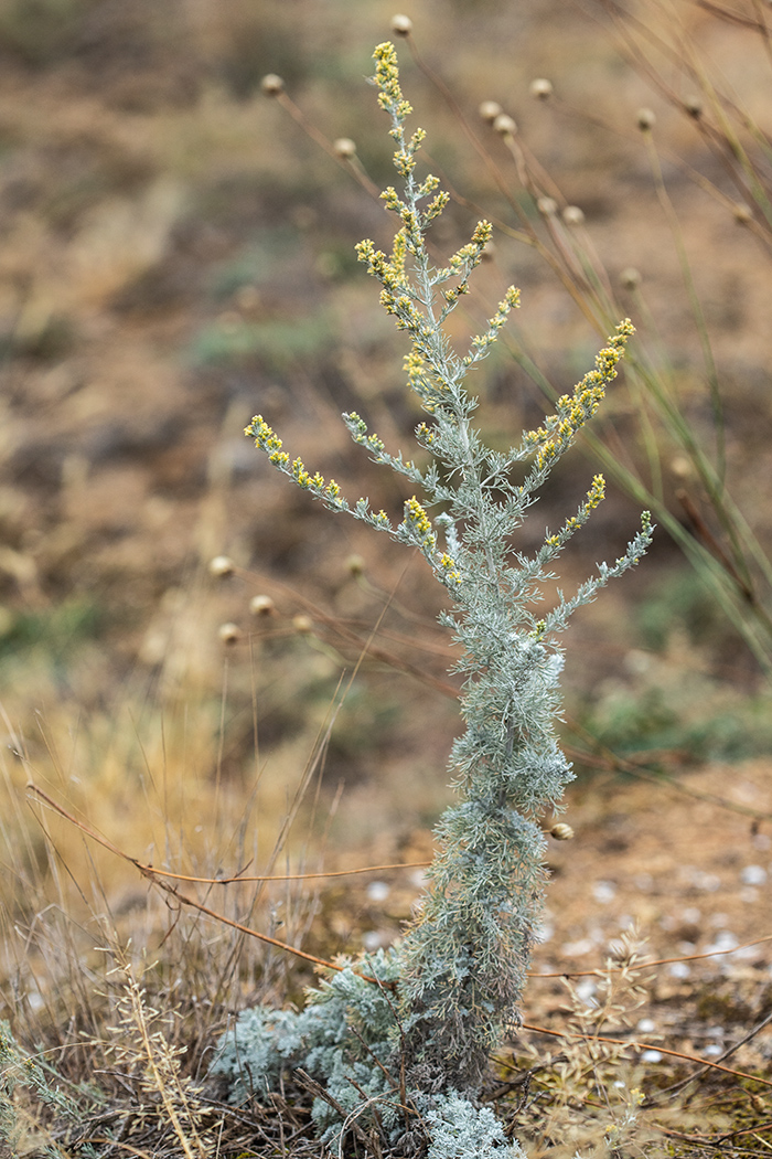 Image of Artemisia santonicum specimen.