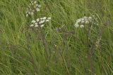 Cicuta virosa